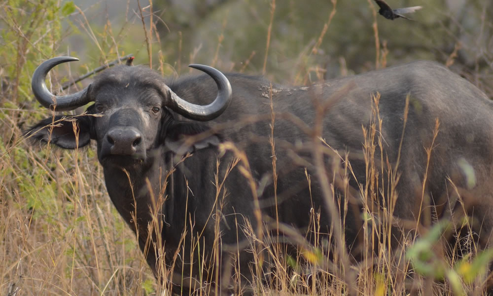 16 Days Wildlife Safari Tour in Uganda