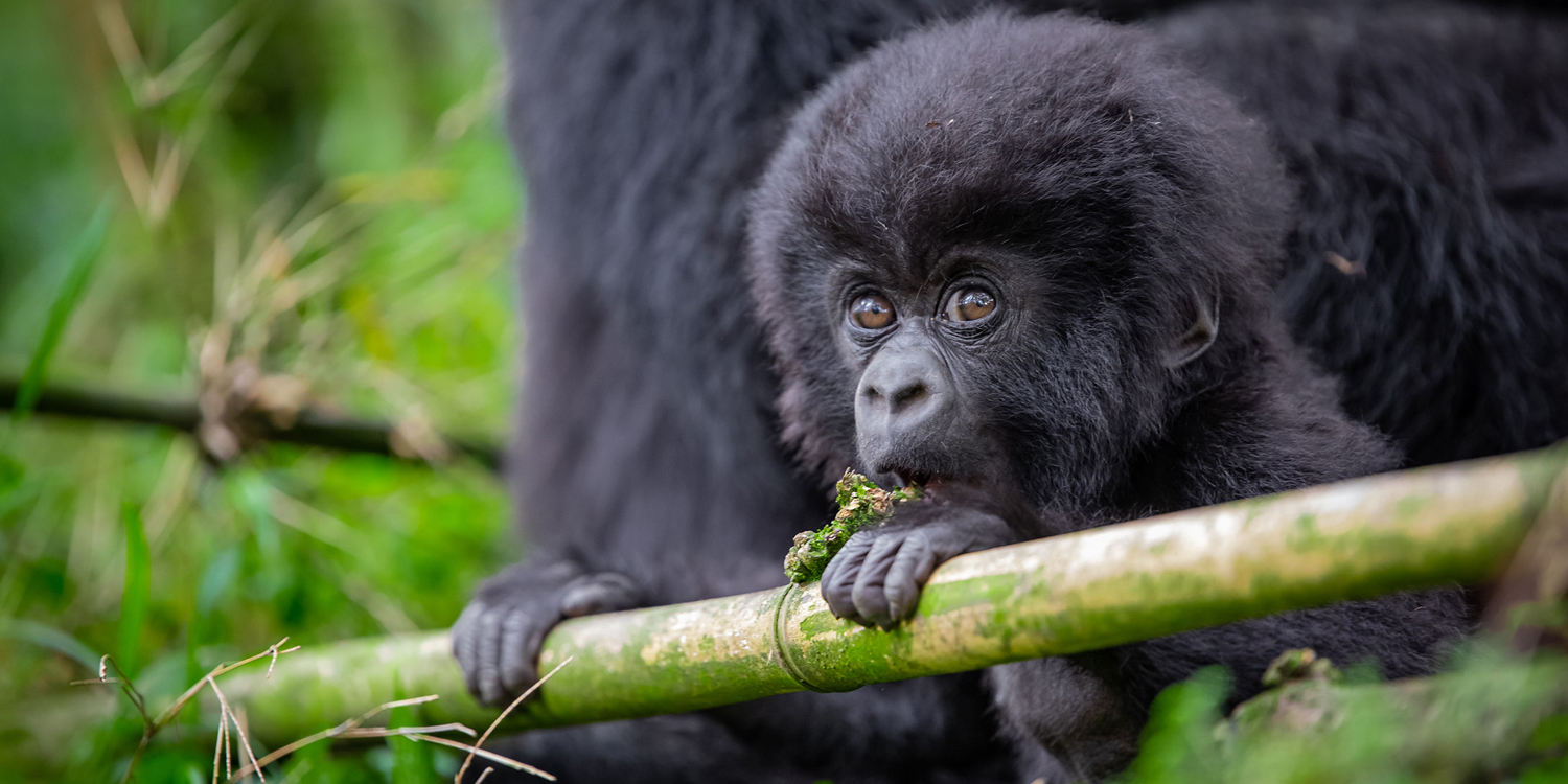 Luxury Rwanda Safaris