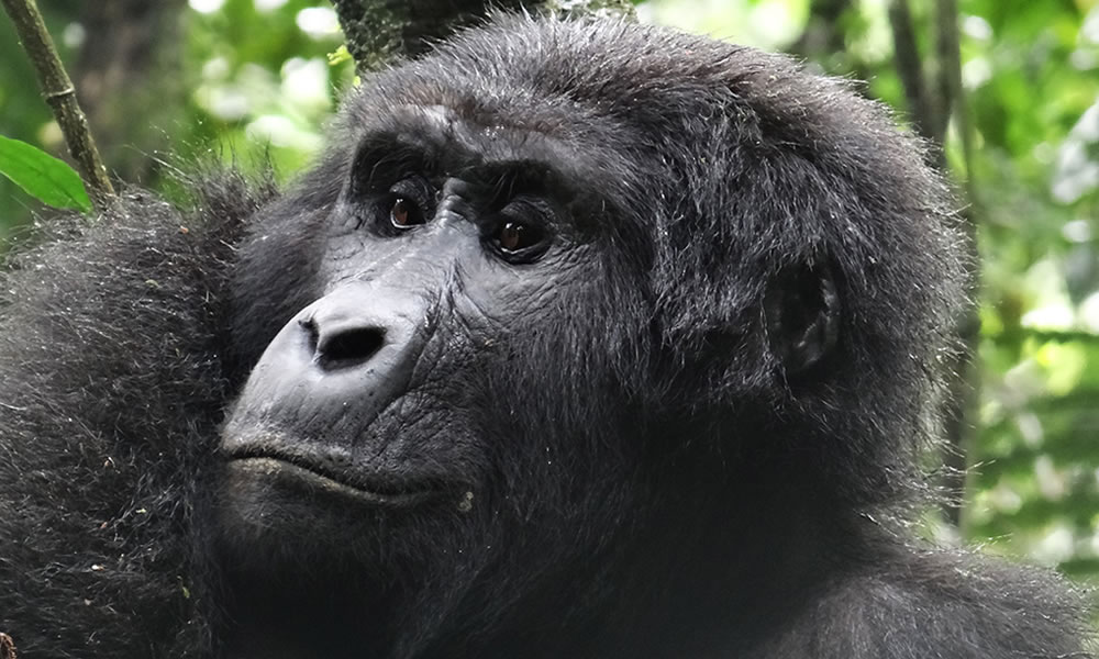 3 Days Uganda Gorilla Safari via Rwanda